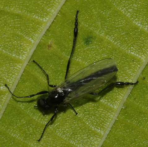 Bibio clavipes